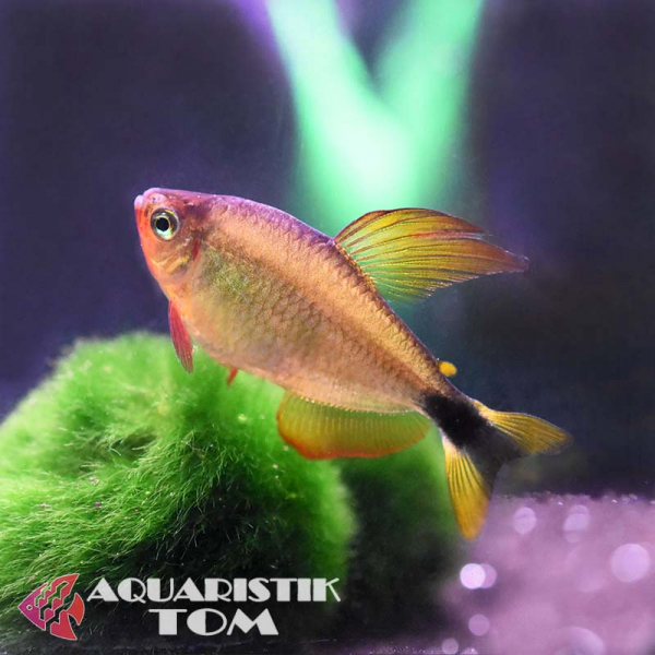 Procyon Salmler, Hyphessobrycon procyon